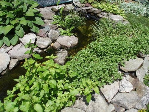 1000 Fine Curled PEPPERGRASS / PEPPERCRESS / WATERCRESS Lepidium Sativum Greens Sprouts Vegetable Sprouting Seeds