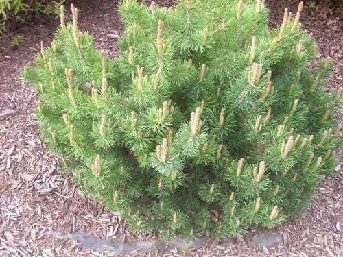 25 MUGO PINE Dwarf Evergreen Pinus Pumilio Shrub Seeds