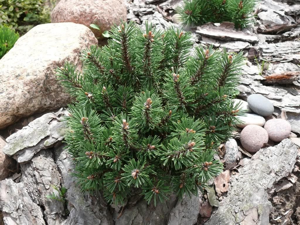 25 MUGO PINE Dwarf Evergreen Pinus Pumilio Shrub Seeds