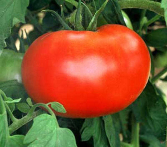 500 ACE 55 TOMATO Lycopersicon Lycopersicum Fruit Vegetable Seeds