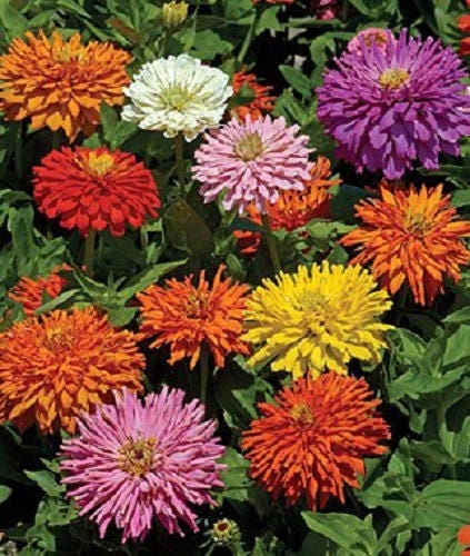 300 Burpeeana Giant Mix CACTUS FLOWERED ZINNIA Elegans Flower Seeds