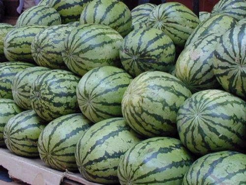 100 CRIMSON SWEET WATERMELON Citrullus lanatus Fruit Melon Seeds