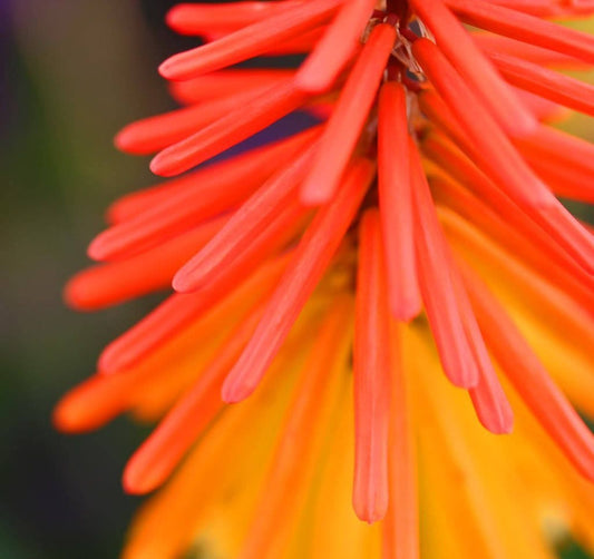 50 TORCH LILY Red Hot Poker / Tritoma / Kniphofia Uvaria Flower Seeds