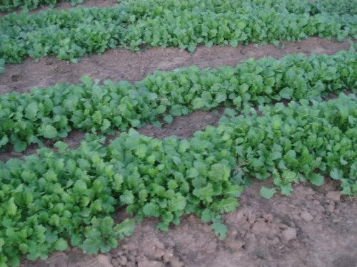 300 WHITE EGG TURNIP Brassica Rapa Vegetable Seeds
