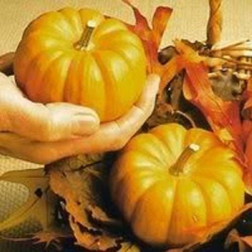 20 JACK Be LITTLE PUMPKIN Miniature Vegetable Cucurbita Pepo Seeds