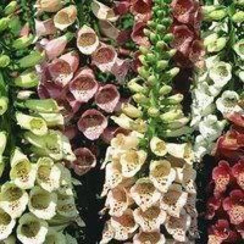 1000 Seeds MIXED FOXGLOVE Digitalis Purpurea Flower Seeds