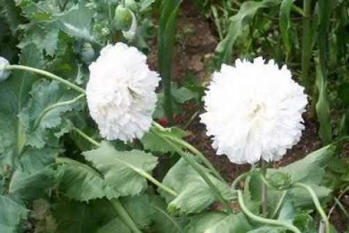 250 WHITE Cloud PEONY POPPY Papaver Peoniflorum Flower Seeds