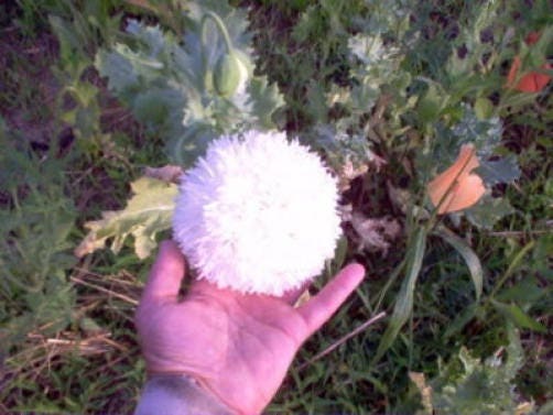 250 WHITE Cloud PEONY POPPY Papaver Peoniflorum Flower Seeds