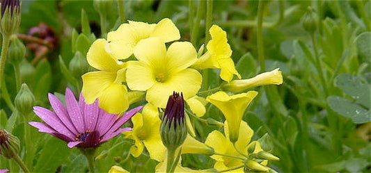 3000 YELLOW SWEET CLOVER Melilotus Officinalis Flower Seeds