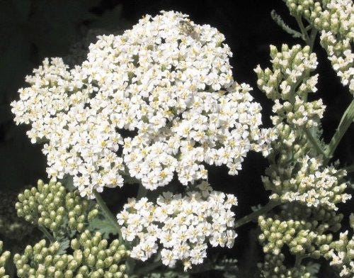 1000 WHITE YARROW Achillea Millefolium Flower Seeds
