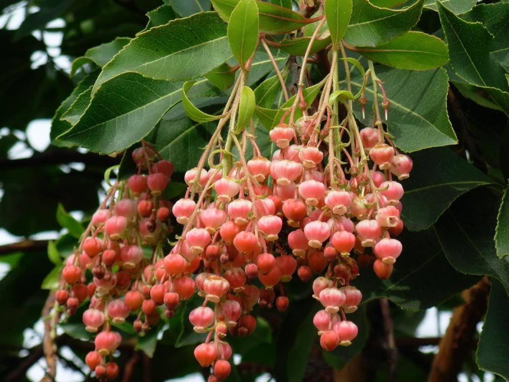 50 LILY Of The VALLEY TREE Sourwood Sorrel Oxydendrum Arboreum Flower Seeds
