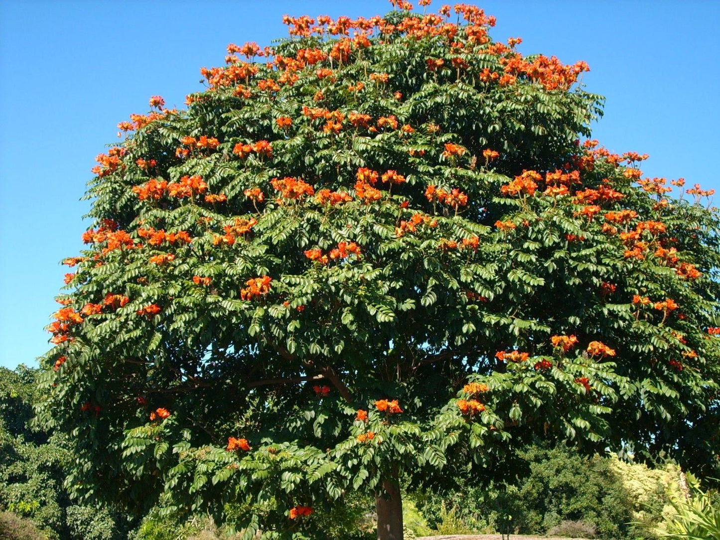 15 Red AFRICAN TULIP TREE (Fire Tree / Flame of the Forest / Fountain Tree) Spathodea Campanulata Seeds