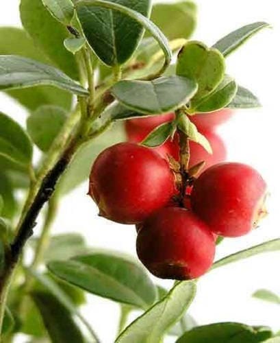 100 Perennial CRANBERRY Viburnum Red Fruit Bush Seeds