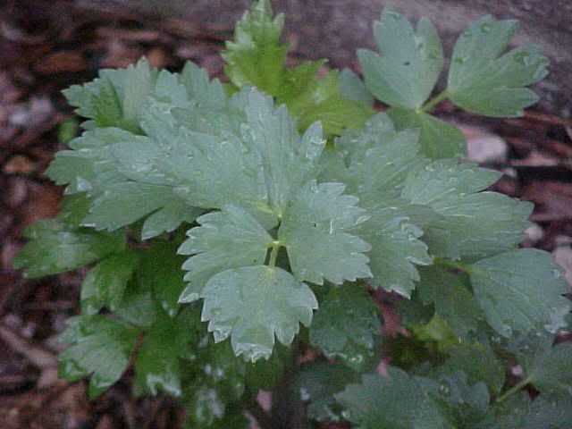 50 LOVAGE Levistucum Officinale - Flavor like celery & anise - Herb Flower Seeds