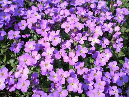 500 PURPLE ROCKCRESS Rock Cress Aubrieta Deltoidea Flower Seeds