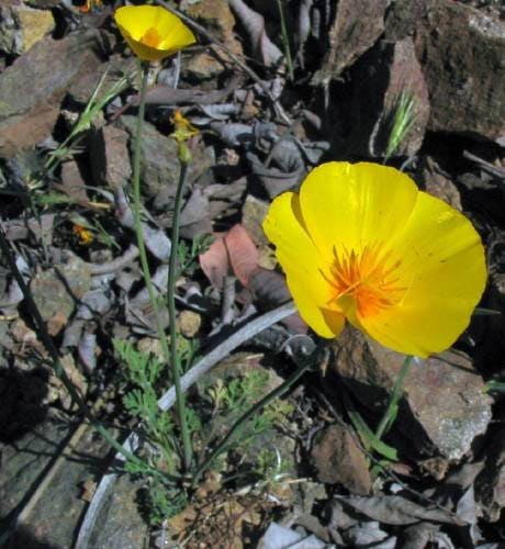 1000 DWARF Yellow CALIFORNIA Tufted POPPY Eschscholzia Caespitosa Flower Seeds