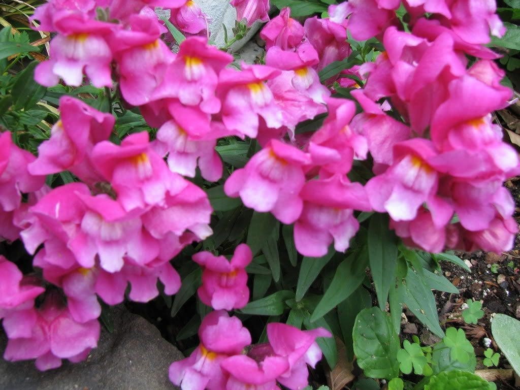 2000 BABY SNAPDRAGON Toadflax Linaria Maroccana Flower Seeds