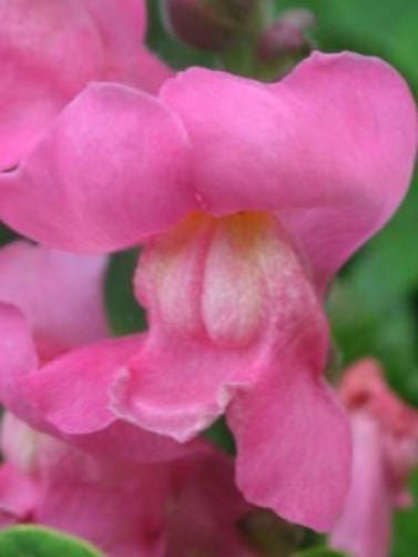 2000 BABY SNAPDRAGON Toadflax Linaria Maroccana Flower Seeds