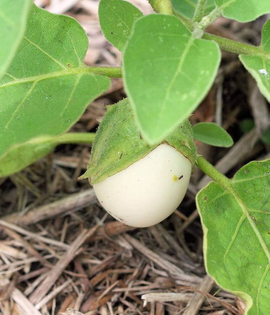 30 EASTER EGG PLANT (Easter Eggplant / Ornamental Eggplant / Nest Egg) Solanum Ovigerum Seeds