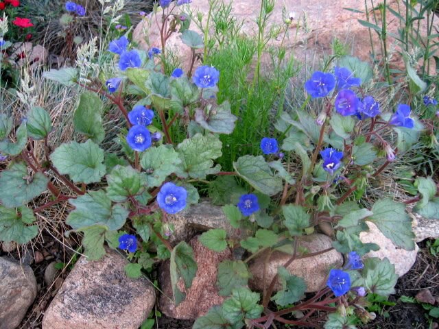 200 CALIFORNIA BLUEBELL (Wild Canterbury Bells / Desert Blue Bell) Phacelia Campanularia Flower Seeds