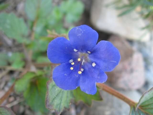 200 CALIFORNIA BLUEBELL (Wild Canterbury Bells / Desert Blue Bell) Phacelia Campanularia Flower Seeds