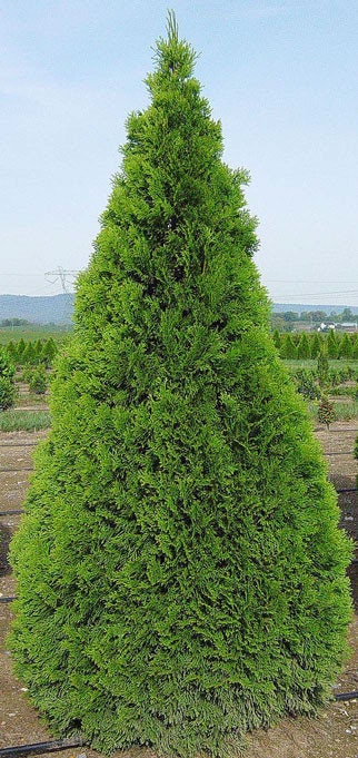 25 THUJA TREE Cedar Thuja Occidentalis Conifer Seeds