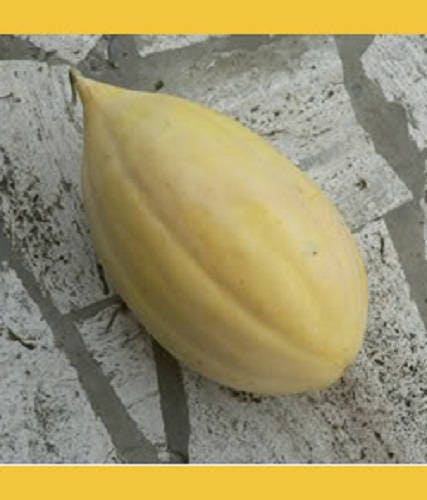 50 BANANA CANTALOUPE Melon Fruit Cucumis Melo Seeds