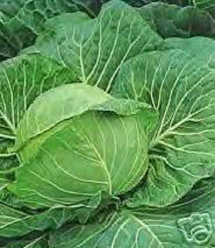 500 DANISH BALLHEAD CABBAGE Brassica Oleracea Capitata Vegetable Seeds