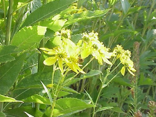 Yellow Wingstem 250 WINGSTEM / YELLOW IRONWEED Verbesina Alternifolia Flower Seeds ...