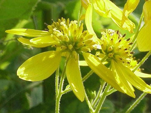 250 WINGSTEM / YELLOW IRONWEED Verbesina Alternifolia Flower Seeds