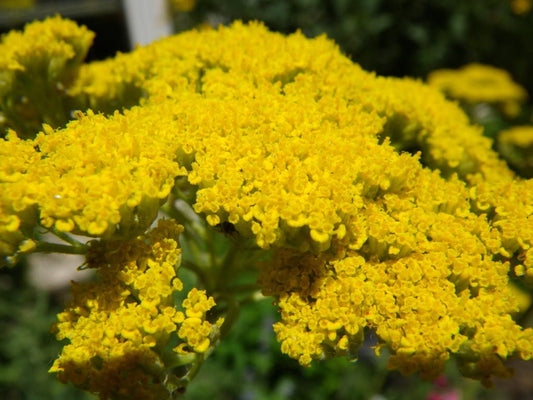 250 GOLD Golden Yellow YARROW Achillea Millefolium Flower Seeds