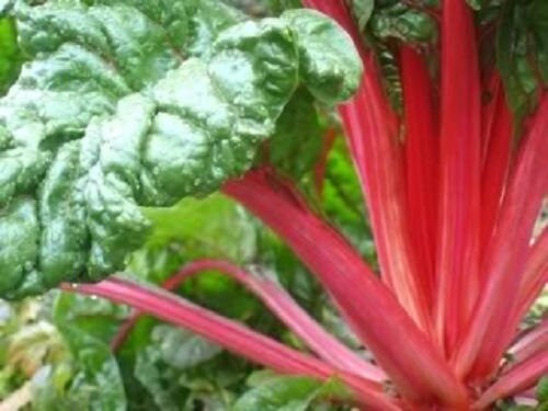 300 Ruby RED SWISS CHARD (Perpetual Spinach) Beta Vulgaris Cicla Vegetable Seeds