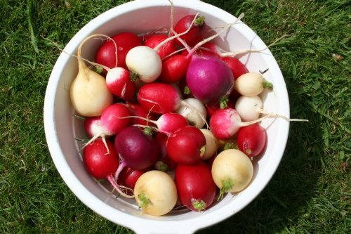 500 Mixed Colors EASTER EGG RADISH Raphanus Sativus Vegetable Seeds