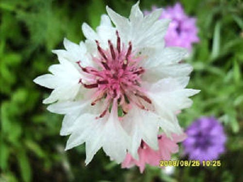 750 White BACHELOR'S BUTTON / CORNFLOWER Centaurea Cyanus Flower Seeds