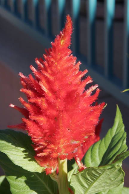 100 RED Forest Fire COCKSCOMB CELOSIA Plumosa Seeds