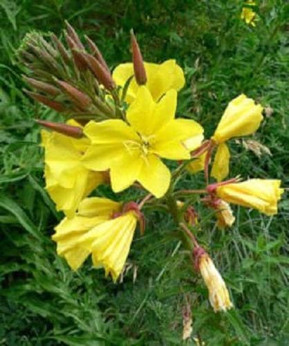 1000 YELLOW (Day) EVENING PRIMROSE (Hookers Evening Primrose) Oenothera Hookeri Flower Seeds