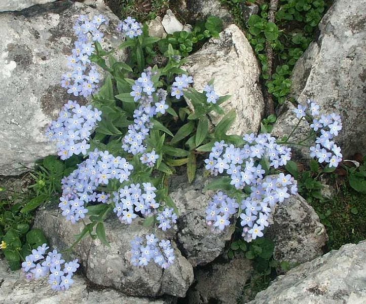 500 Blue FORGET ME NOT Myosotis Sylvatica Shade or Sun Perennial Flower Seeds