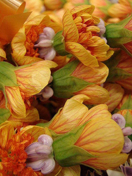 30 Mixed Colors FLOWERING MAPLE (Chinese Bell Flower) Abutilon Hybridum Shrub Bush Small Tree Seeds