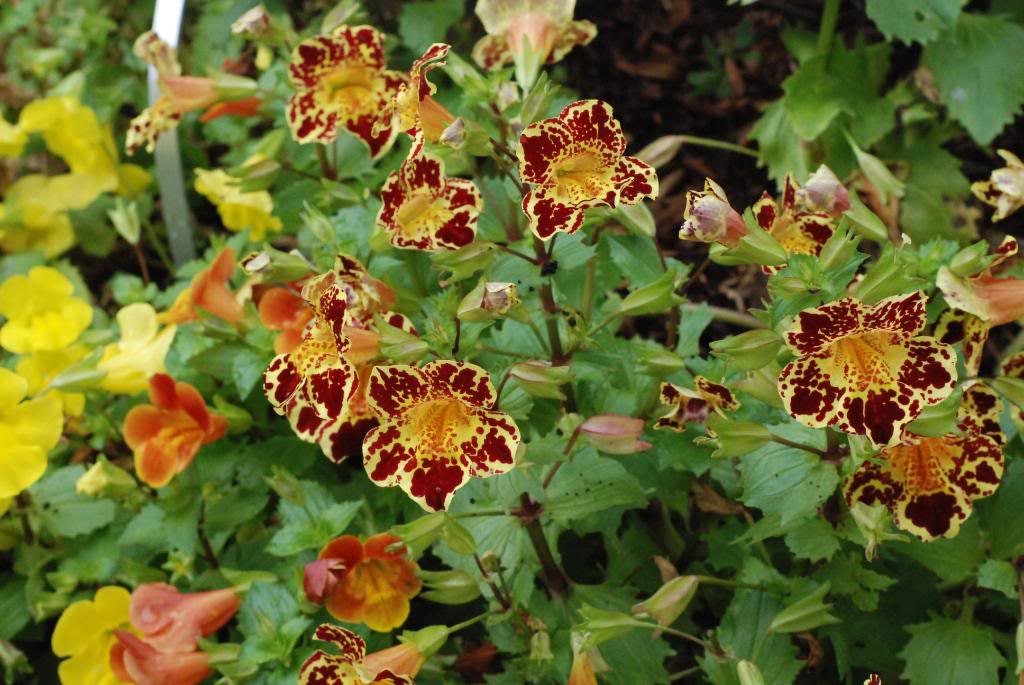250 TIGER MONKEY Mixed Colors Mimulus Tigrinus Flower Seeds Seedville USA 250-tiger-monkey-mixed-colors-mimulus-tigrinus-flower-seeds-seedville-usa