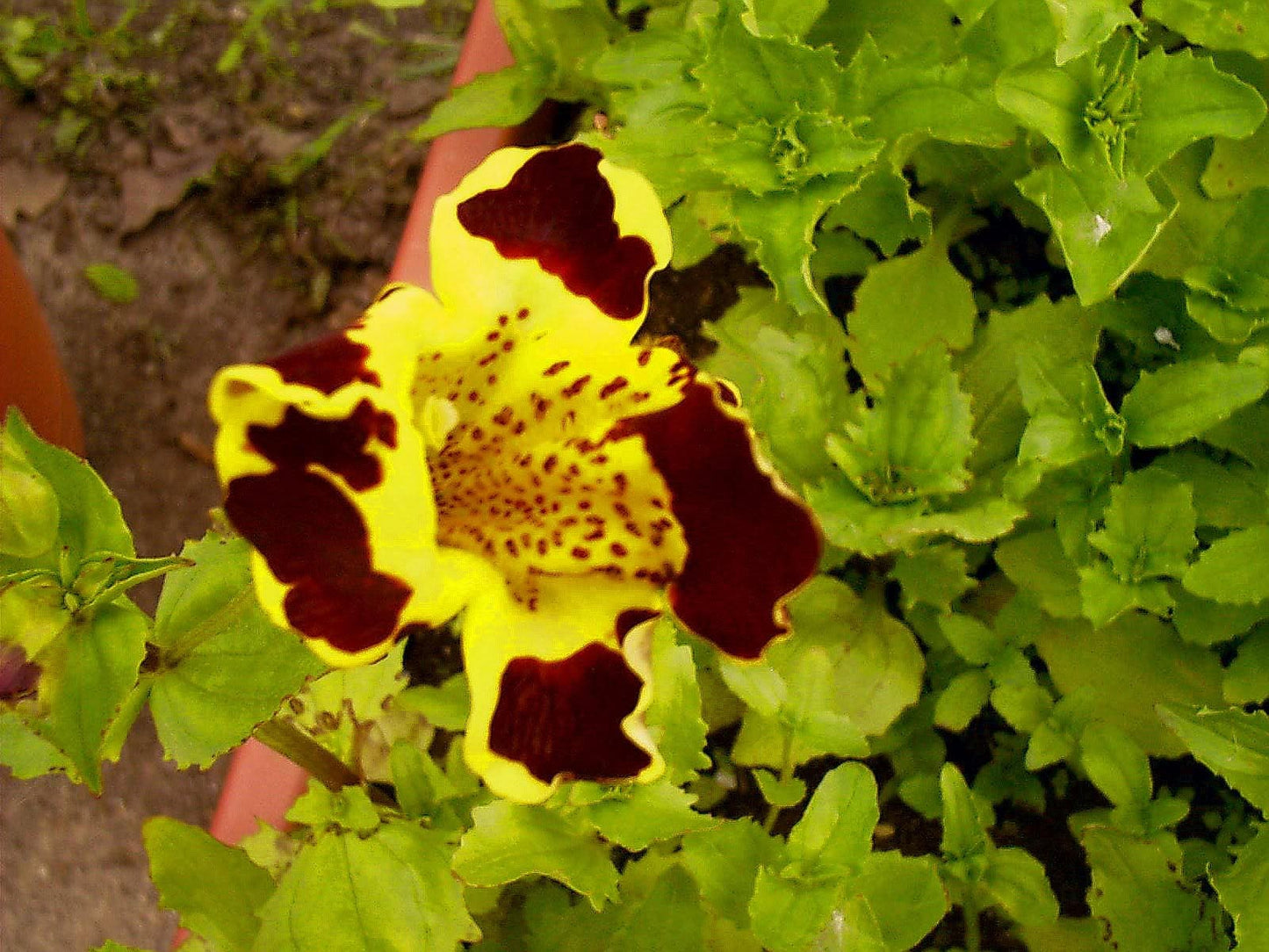 250 TIGER MONKEY Mixed Colors Mimulus Tigrinus Flower Seeds