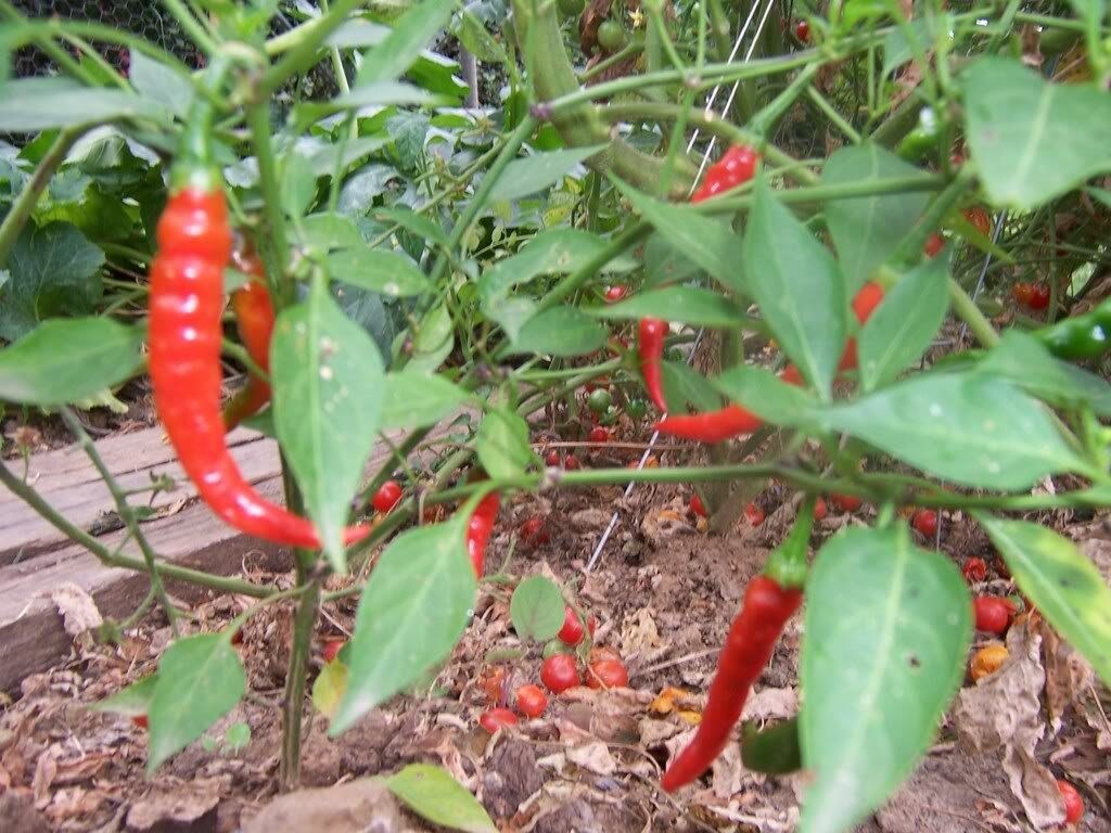 300 LONG Red CAYENNE PEPPER Capsicum Annuum Vegetable Seeds