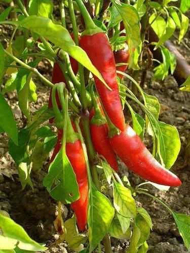 300 LONG Red CAYENNE PEPPER Capsicum Annuum Vegetable Seeds