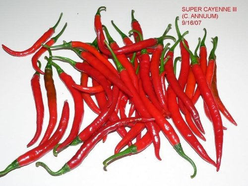 300 LONG Red CAYENNE PEPPER Capsicum Annuum Vegetable Seeds