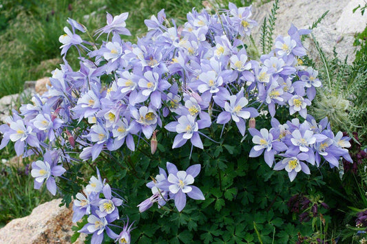 50 Blue ROCKY MOUNTAIN COLUMBINE Aquilegia Caerulea Flower Seeds