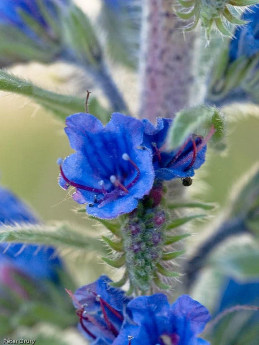 100 Blue VIPERS BUGLOSS Echium Vulgare Blue Flower Seeds