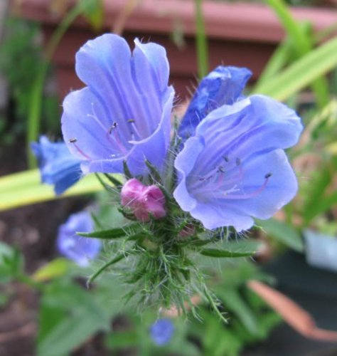100 Blue VIPERS BUGLOSS Echium Vulgare Blue Flower Seeds