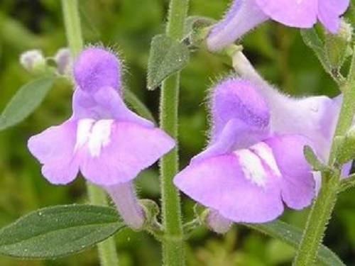 100 HOARY / DOWNY SKULLCAP Scutellaria Incana Flower Seeds