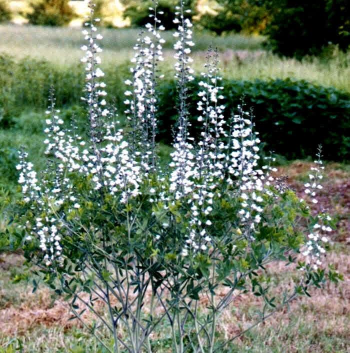 50 WHITE WILD INDIGO Baptisia Alba Usa Native Pollinator Flower Seeds