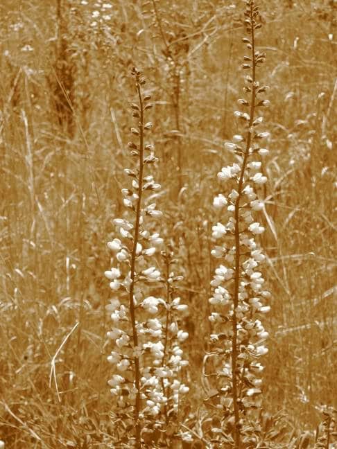 50 WHITE WILD INDIGO Baptisia Alba Usa Native Pollinator Flower Seeds