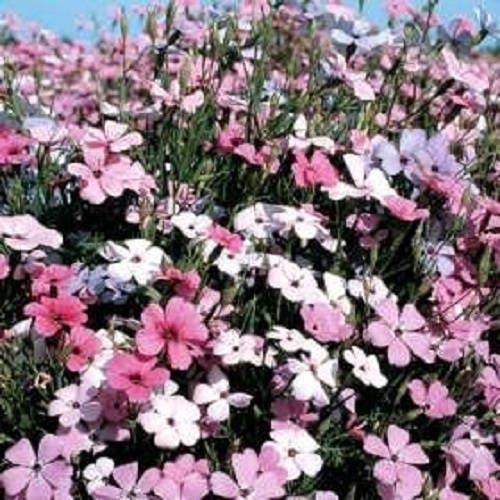 500 Oculata MIXED COLORS VISCARIA (Rose of Heaven / Rose Angel) Silene Coeli-Rosa Flower Seeds